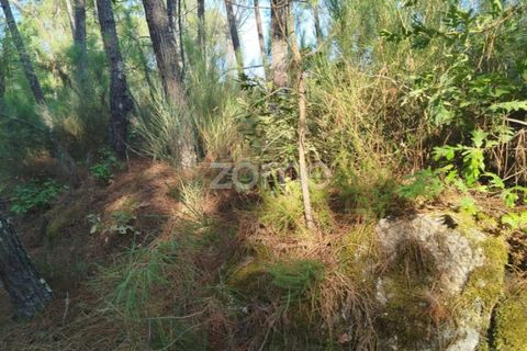Helårsgrund i Mangualde, Viseu, Mangualde - € 33.500 | Ref: ZMPT580301 - foto 8