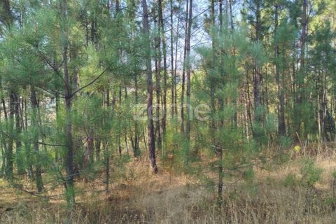 Helårsgrund i Mangualde, Viseu, Mangualde - € 33.500 | Ref: ZMPT580301 - foto 11