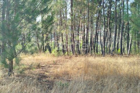 Helårsgrund i Mangualde, Viseu, Mangualde - € 33.500 | Ref: ZMPT580301 - foto 12