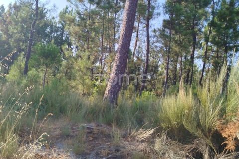 Helårsgrund i Mangualde, Viseu, Mangualde - € 33.500 | Ref: ZMPT580301 - foto 13