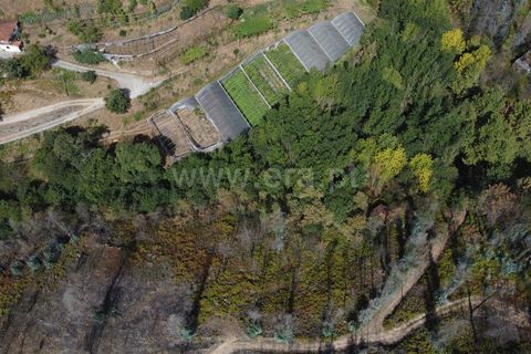 Helårsgrund i Celorico de Basto, Braga, Celorico de Basto - € 17.500 | Ref: 352250207 - foto 2