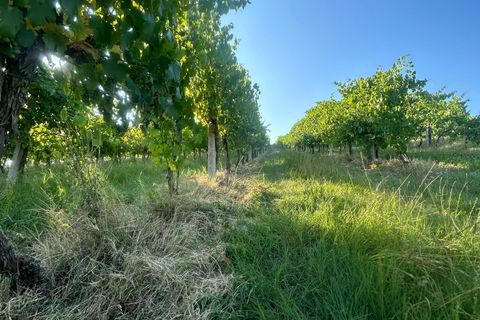 Byhus i Valsamoggia, Bologna, Valsamoggia - € 265.000 | Ref: B230 - foto 10