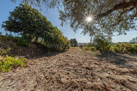 Tomt i Fundao, Castelo Branco, Fundao - € 26 500 | Ref: 111250171 - foto 10