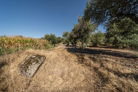 Tomt i Fundao, Castelo Branco, Fundao - € 26 500 | Ref: 111250171 - foto 16