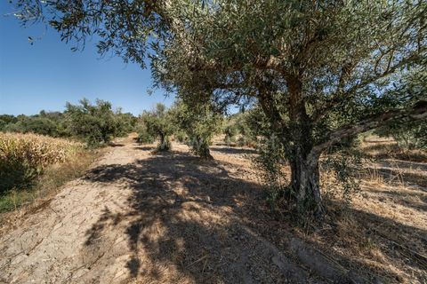 Tomt i Fundao, Castelo Branco, Fundao - € 26 500 | Ref: 111250171 - foto 17