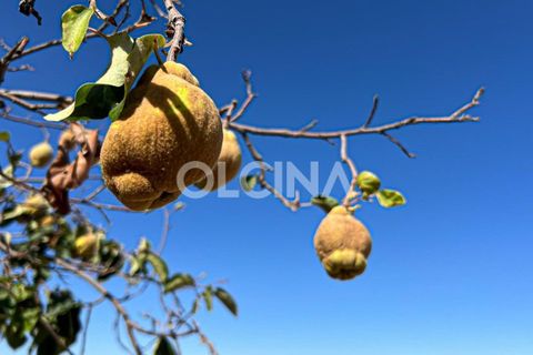 Landejendom i Ibi, Alicante, Ibi - € 425.000 | Ref: 561/6818 - foto 38