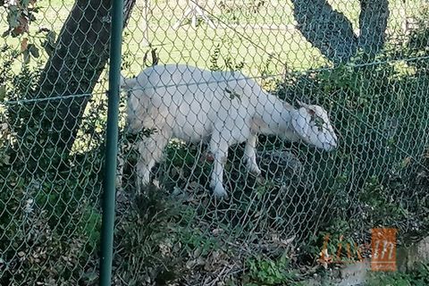 Granja a Bucelas, Lisbon, Bucelas - € 1.850.000 | Ref: 9120AASS - foto 38