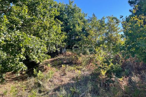 Landejendom i Mangualde, Viseu, Mangualde - € 60.000 | Ref: 389230196 - foto 13