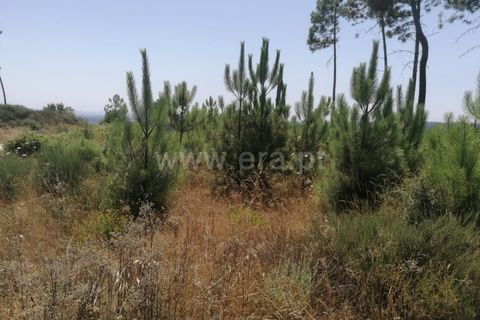 Terra a Nelas, Viseu, Nelas - € 19.900 | Ref: 389240105 - foto 3