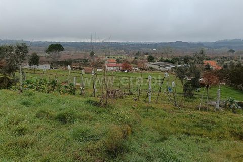 Landejendom i Mangualde, Viseu, Mangualde - € 45.000 | Ref: 389250033 - foto 24