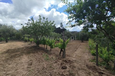 Helårsgrund i Carregal do Sal, Viseu, Carregal do Sal - € 42.000 | Ref: 389250141 - foto 15