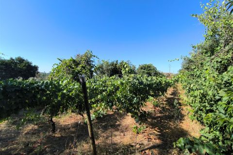 Landejendom i Mangualde, Viseu, Mangualde - € 32.000 | Ref: 389250142 - foto 10