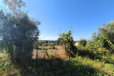 Landejendom i Mangualde, Viseu, Mangualde - € 32.000 | Ref: 389250142 - foto 15