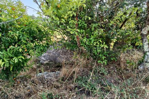 Terra a Nelas, Viseu, Nelas - € 190.000 | Ref: 389250173 - foto 11