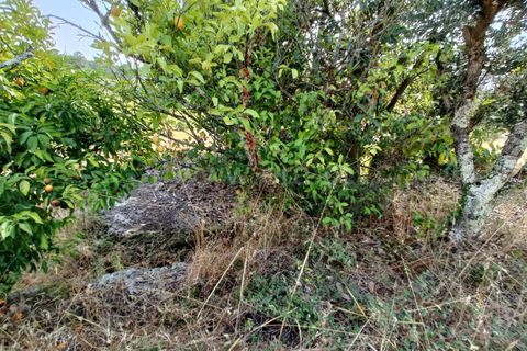 Terra a Nelas, Viseu, Nelas - € 190.000 | Ref: 389250173 - foto 29