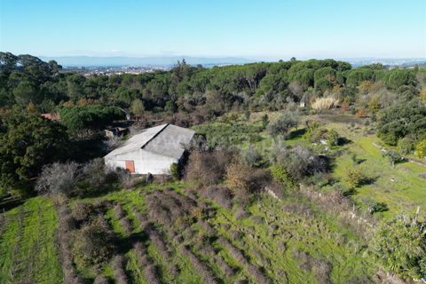 Terra a Nelas, Viseu, Nelas - € 190.000 | Ref: 389250173 - foto 38
