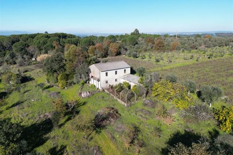 Terra a Nelas, Viseu, Nelas - € 190.000 | Ref: 389250173 - foto 39