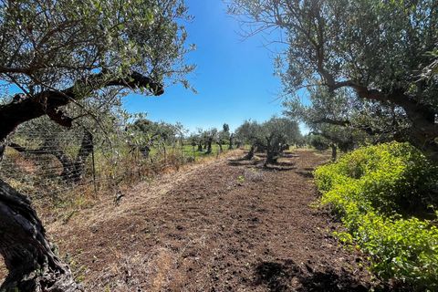Lejlighed i Castelvetrano, Trapani, Castelvetrano - € 119.000 | Ref: Terreno con Rustico-Selinunte - foto 5