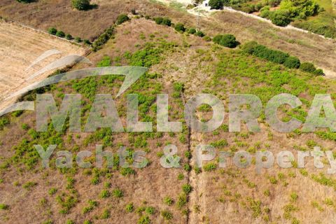 Terra a Alcudia, Mallorca, Alcudia - € 1.000.000 | Ref: 37111 - foto 11