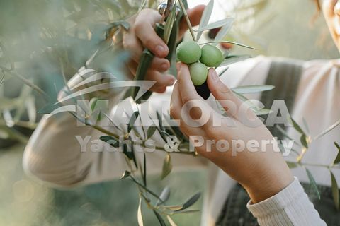 Helårsgrund i Manacor, Mallorca, Manacor - € 1.200.000 | Ref: 36326 - foto 30