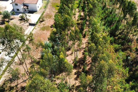 Helårsgrund i Pombal, Leiria, Pombal - € 31.000 | Ref: C0381-00804 - foto 11