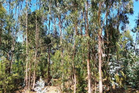 Helårsgrund i Pombal, Leiria, Pombal - € 31.000 | Ref: C0381-00804 - foto 14