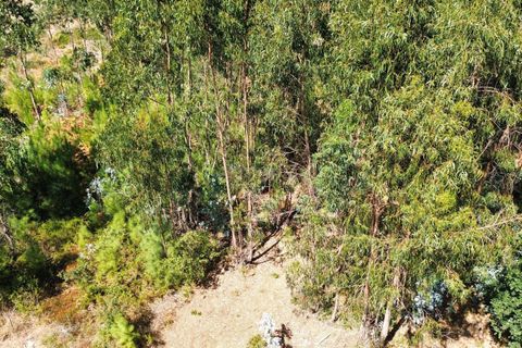Helårsgrund i Pombal, Leiria, Pombal - € 31.000 | Ref: C0381-00804 - foto 15