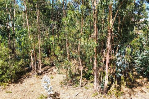 Helårsgrund i Pombal, Leiria, Pombal - € 31.000 | Ref: C0381-00804 - foto 17