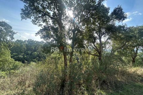 Helårsgrund i Tomar, Santarem, Tomar - € 15.000 | Ref: 01582-25 - foto 1