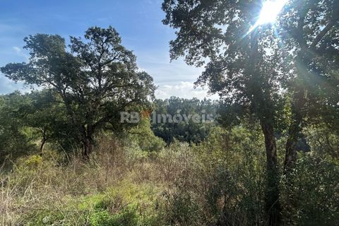 Helårsgrund i Tomar, Santarem, Tomar - € 15.000 | Ref: 01582-25 - foto 5