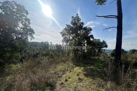 Helårsgrund i Tomar, Santarem, Tomar - € 15.000 | Ref: 01582-25 - foto 7