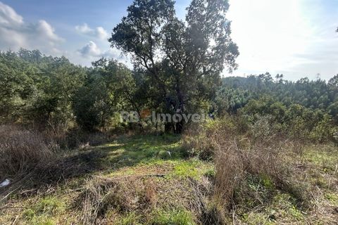 Helårsgrund i Tomar, Santarem, Tomar - € 15.000 | Ref: 01582-25 - foto 8