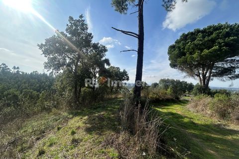 Helårsgrund i Tomar, Santarem, Tomar - € 15.000 | Ref: 01582-25 - foto 14