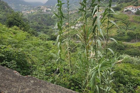 Tomt i Machico, Madeira, Machico - € 160 000 | Ref: 146640 - foto 9