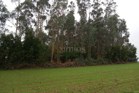 Helårsgrund i Vila do Conde, Porto, Vila do Conde - € 800.000 | Ref: EX01768 - foto 1
