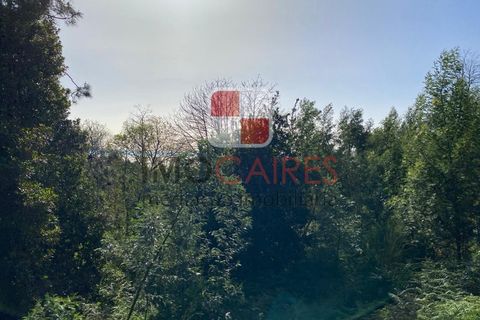Terra a Camacha, Madeira, Camacha - € 135.000 | Ref: SOL_4706 - foto 5