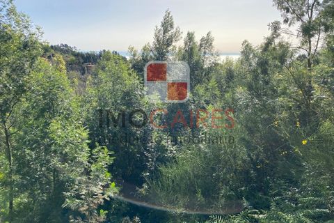Terra a Camacha, Madeira, Camacha - € 135.000 | Ref: SOL_4706 - foto 6