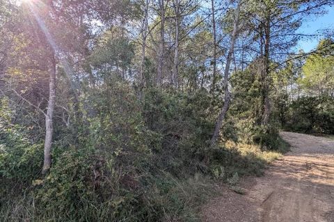 Terra a Carcès, Var, Carcès - € 9.900 | Ref: 3538 - foto 8