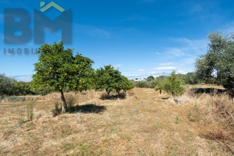 Helårsgrund i Castelo Branco, Castelo Branco, Castelo Branco - € 49.150 | Ref: 4924 - foto 7