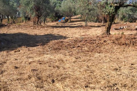 Tomt i Gois, Coimbra, Gois - € 55 000 | Ref: 674 - foto 4