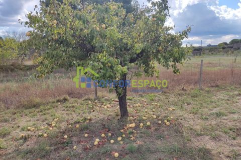 Landejendom i Castelo Branco, Castelo Branco, Castelo Branco - € 150.000 | Ref: 23099 - foto 21