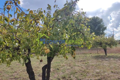 Landejendom i Castelo Branco, Castelo Branco, Castelo Branco - € 150.000 | Ref: 23099 - foto 23