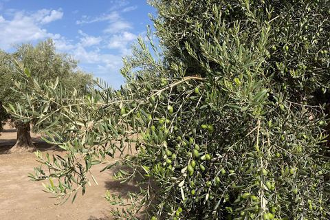 Landejendom i Tabernas, Almeria, Tabernas - € 260.000 | Ref: CAL439-25 - foto 34