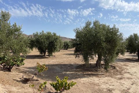 Landejendom i Tabernas, Almeria, Tabernas - € 260.000 | Ref: CAL439-25 - foto 39