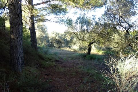 Finca i Caspe, Zaragoza, Caspe - € 29.500 | Ref: 0976 - foto 6