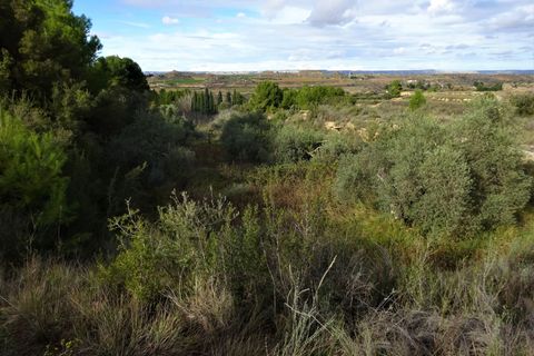 Finca i Caspe, Zaragoza, Caspe - € 29.500 | Ref: 0976 - foto 14