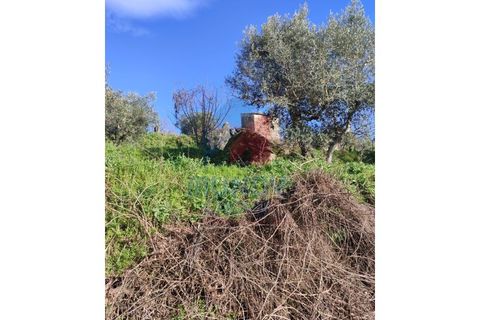 Farm i Ferro, Castelo Branco, Ferro - € 25.000 | Ref: 44008/25COV - foto 5