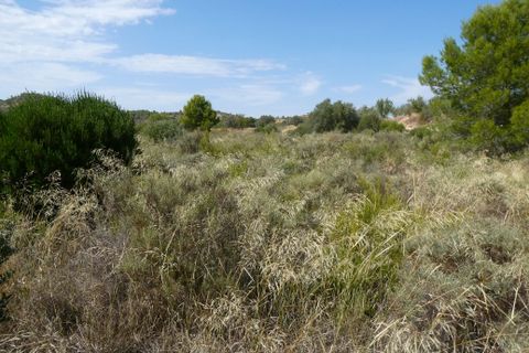 Finca i Caseres, Tarragona, Caseres - € 8 500 | Ref: 1085 - foto 17