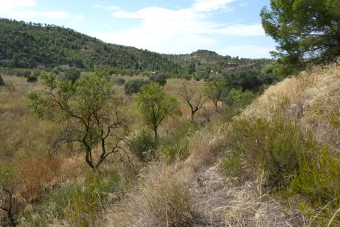 Finca i Caseres, Tarragona, Caseres - € 8 500 | Ref: 1085 - foto 15
