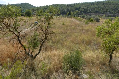Finca i Caseres, Tarragona, Caseres - € 8 500 | Ref: 1085 - foto 12